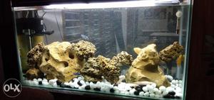 All types of aquarium selling, settings and