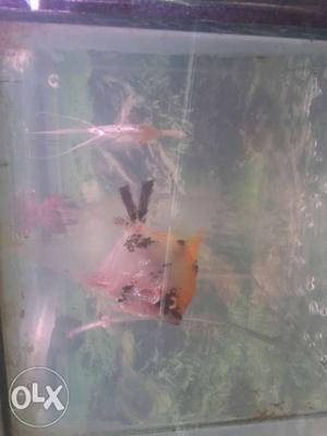 Angel fish breeding pair koi angel male red eye