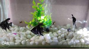 Angel fish two pair big size active