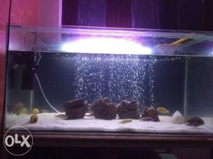 Aquarium with LED light,sand,rocks and with all