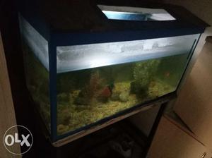 Aquarium with top filter and table stand