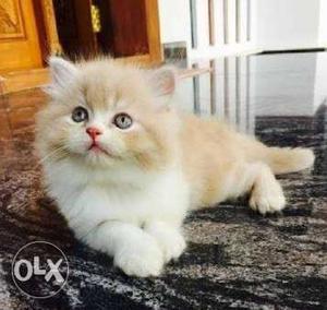 Awesome Quality Persian Cat And Kittens fully