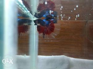 Awesome quality betta for sale