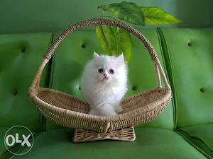 Beautiful blue eyes white Persian kitten