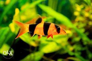 Beautiful clown loach for sale grab it soon and