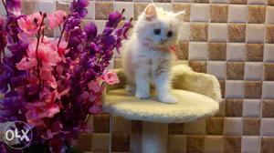 Best price all colors healthy Persian kitten sale call me