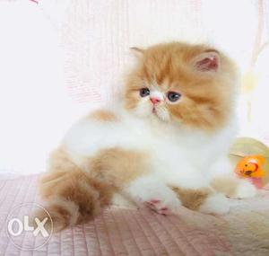 Best prize for Persian kitten