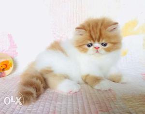 Best quality Blue Eyes white Persian kitten for
