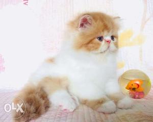 Best quality Persian kitten for sale cash on