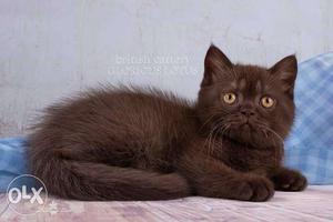 Best quality Persian kitten for sale cash on