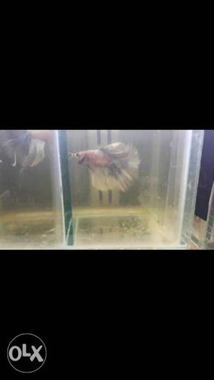 Betta fish for sale 1 for  for 500