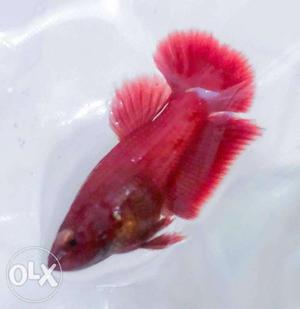 Betta fullmoon.. and double tail.. females