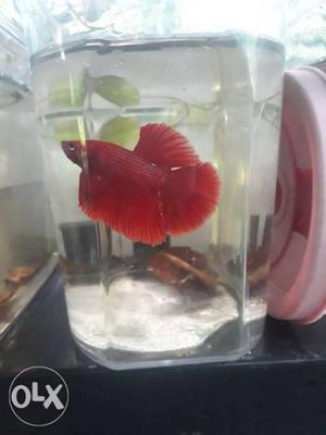 Betta males and pairs available