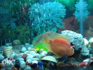 Big Orange parot fish pair male & female