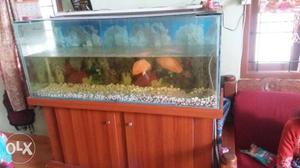 Big fish tank & 2 asgar fish