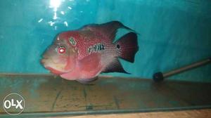 Big flower horn fish for sale urgent
