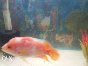 Big size red flowerhorn fish 400 only