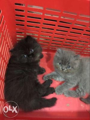 Black & grey 2 month old cats per pc  thousand