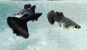 Black mosquo guppy available