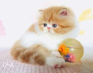 Blue Eyes white Persian kitten for sale cash on