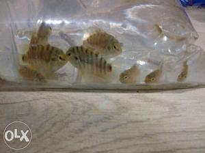 Convict cichlids fish for sale 1 inche+ each 35