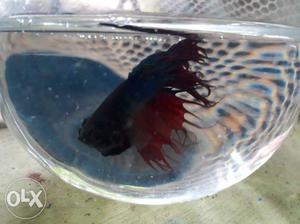 Crown tail betta fish for sale.interested people