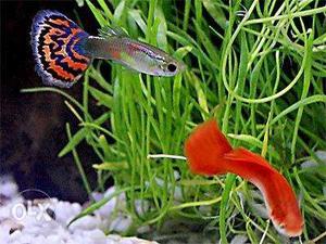 Different types of guppies available