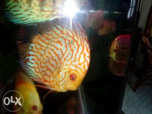 Discus 5" available blue diamond nd checkboard..