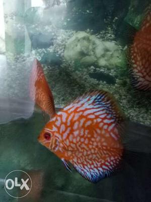 Discus Fish,Nice Look & colour(6 pieces,5