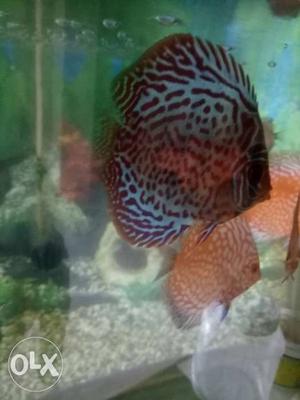 Discus Fish big size( two 8 two zero4