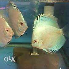 Discus fish high fin blue diamond, of 3inch for