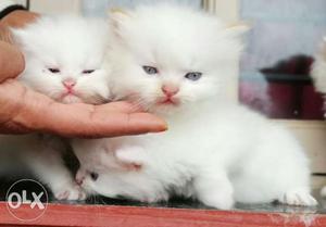Doll face Persian Kittens