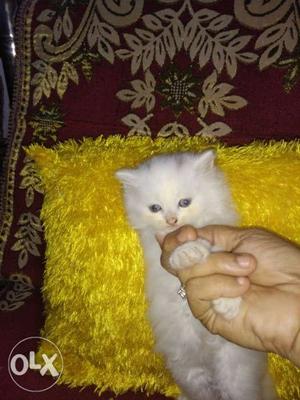 Double coated persian kittens of 40 days. ₹