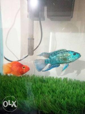 Electric Blue Jack Dempsey Fish, 5 inches in size.