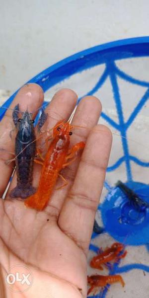 Electric blue and neon red lobsters for sale...
