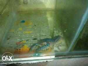 Electric blue lobster babies available Exellent quality