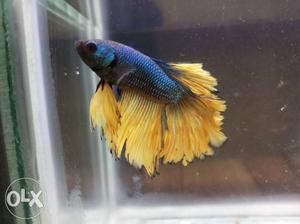 Exotic Betta's For sale