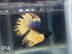 Exotic Crown Tail Betta show Quality mustard Mix