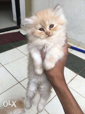Exotic pure persian kittens 2months old an 1 male