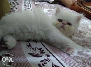 Extreme punch Persian cat female