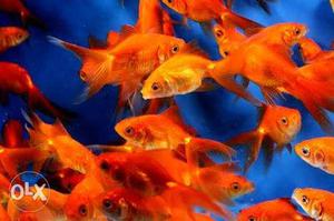 Extremely high quality fancy tail goldfish lot