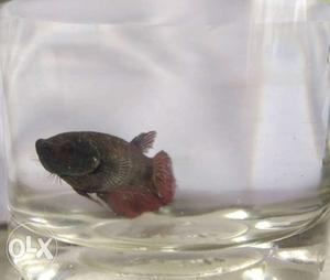 Female Betta Fish