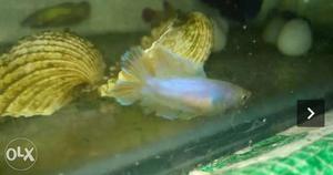 Female betta fish ready to breed available in