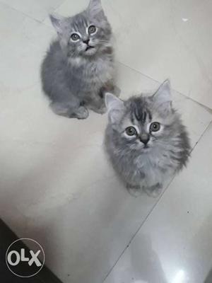 Female kittens over 2 months old want to sell all