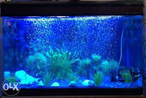 Fish Aquarium 3.5 ft long imported with plants