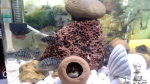 Fish for sell jebra chiklet good and helthy home