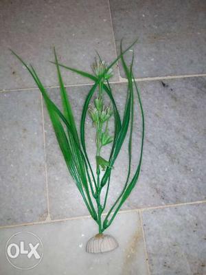 Fish plant for sale