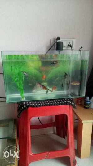 Fish tank size 2'x1' with water filter, air pump,