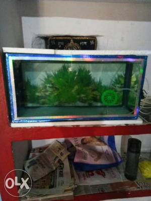 Fish tank want to sell in urgent