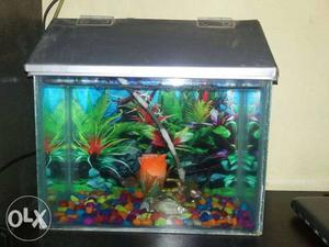 Fish tank with all set